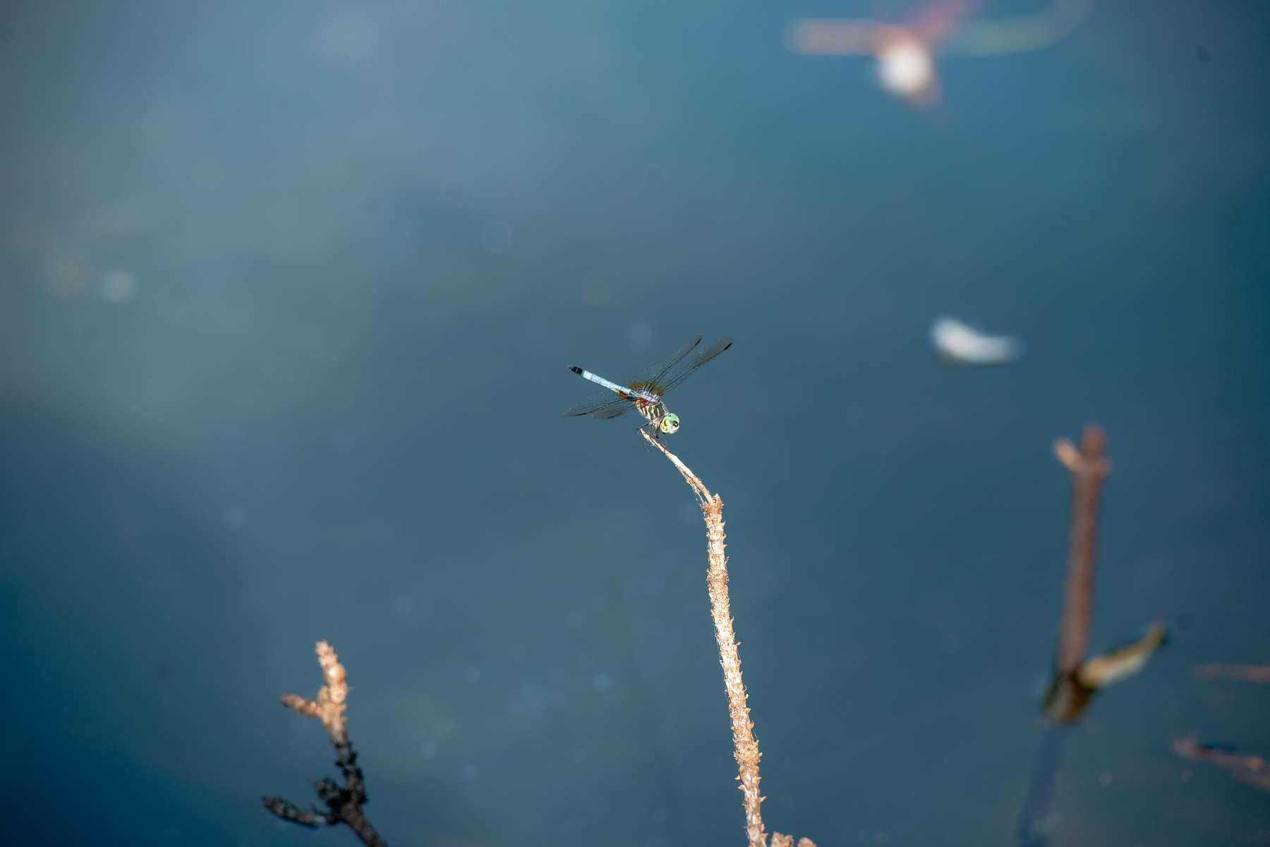 Gallery sample 1